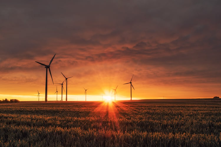 sunset in a field